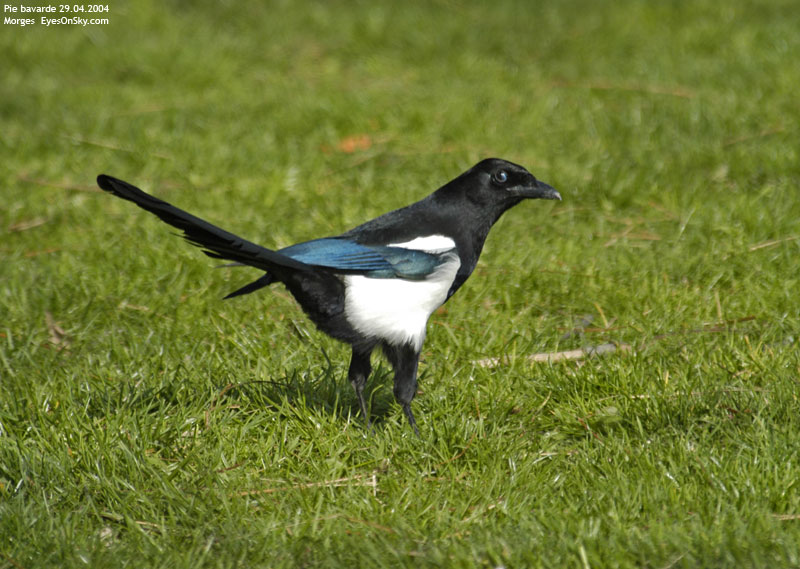 Nature/Birds/P/pie_bavarde_DSC_7381.jpg