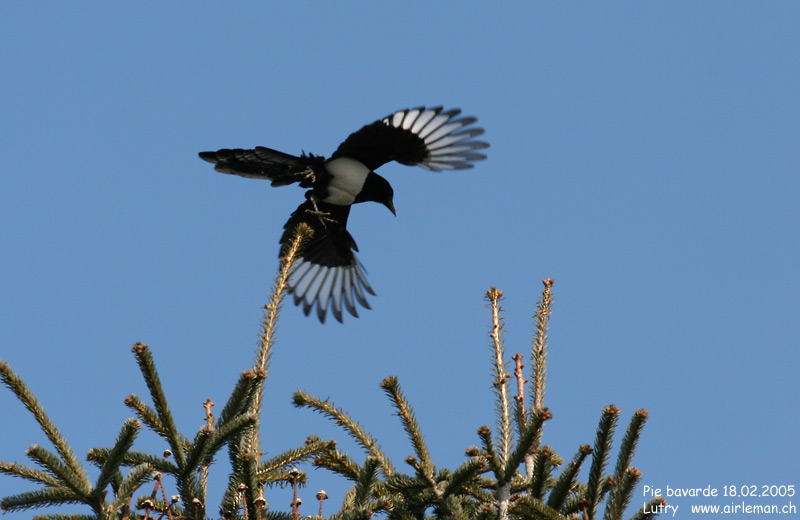 Nature/Birds/P/pie_bavarde_IMG_3453.jpg
