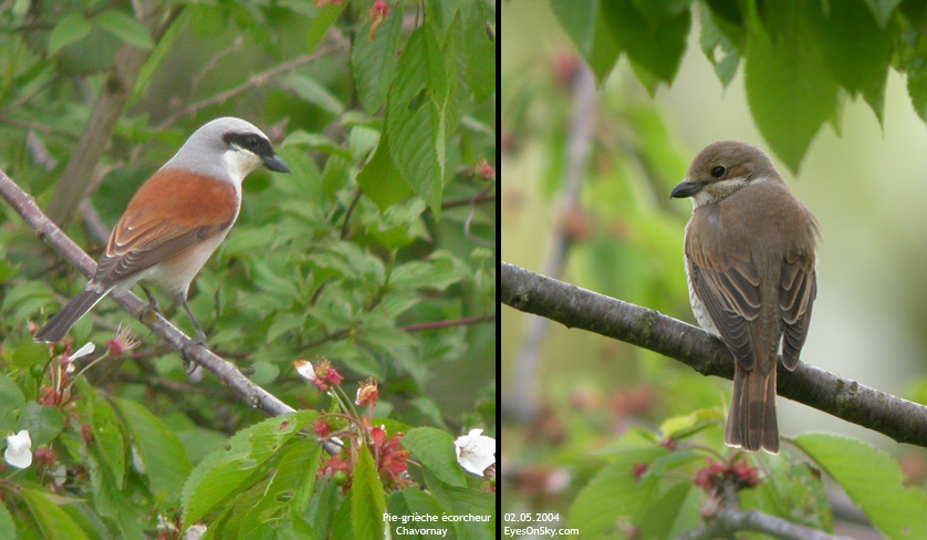 Nature/Birds/P/pie_grieche_ecorcheur_4119-4139.jpg