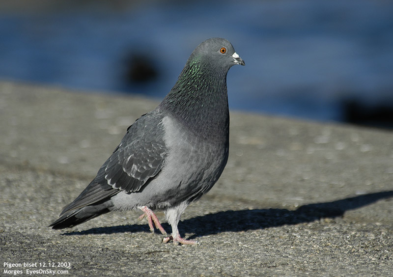 Nature/Birds/P/pigeon_biset_DSC_4487.jpg