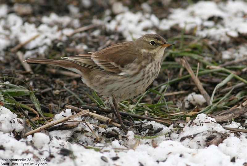 Nature/Birds/P/pipit_spioncelle_IMG_9380.jpg