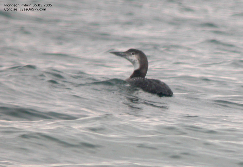 Nature/Birds/P/plongeon_imbrin_DSCN1946.jpg
