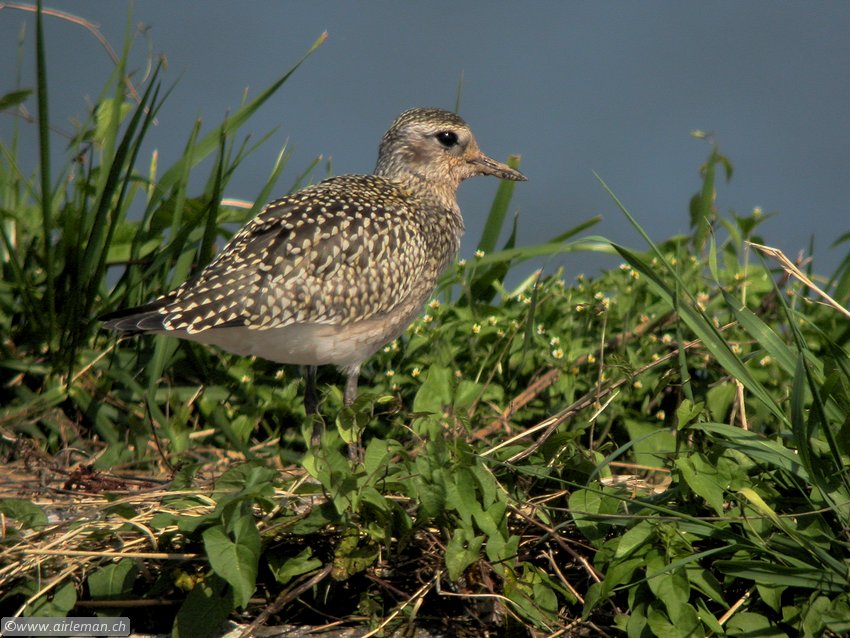 Nature/Birds/P/pluvier-argente-DSCN5952.jpg