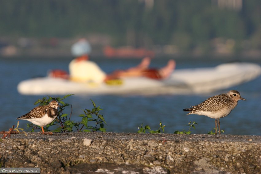 Nature/Birds/P/pluvier-argente-IMG_8998.jpg
