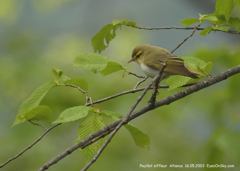 Nature/Birds/P/pouillot_siffleur_DSC_0908.jpg