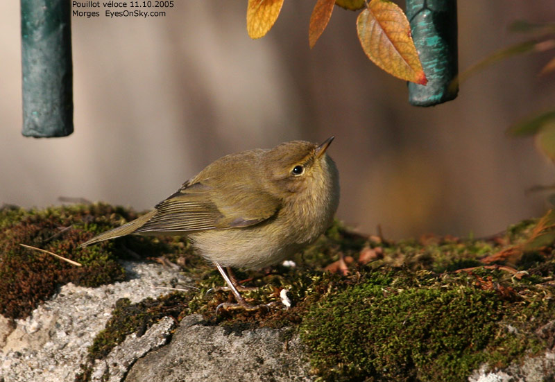 Nature/Birds/P/pouillot_veloce_IMG_0248.jpg