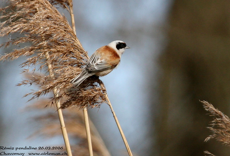 Nature/Birds/Q-S/remiz_penduline_IMG_4744.jpg