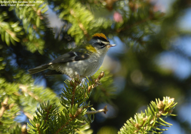 Nature/Birds/Q-S/roitelet_triple-bandeau_DSC_9282.jpg