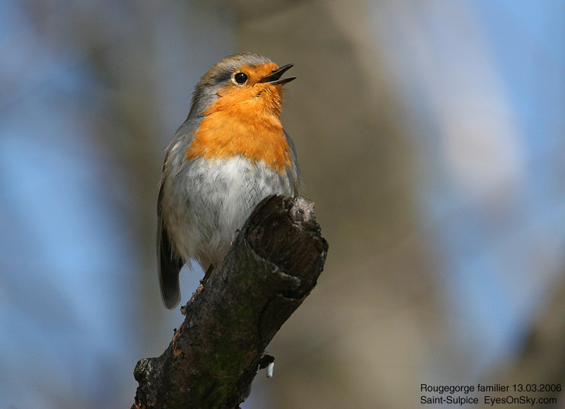 Nature/Birds/Q-S/rougegorge_familier_IMG_4062.jpg