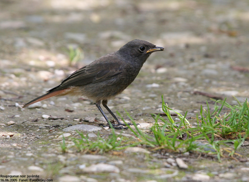Nature/Birds/Q-S/rougequeue_noir_IMG_0448.jpg