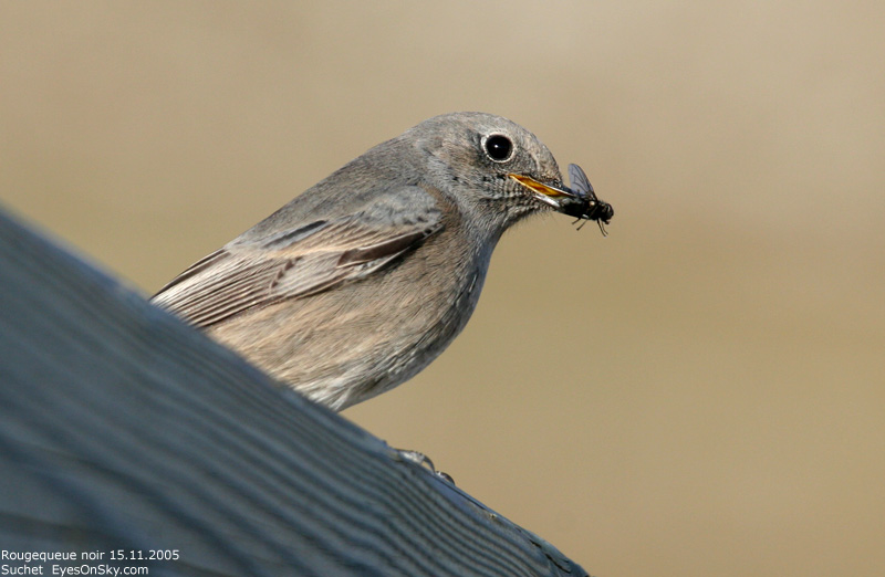 Nature/Birds/Q-S/rougequeue_noir_IMG_5897.jpg