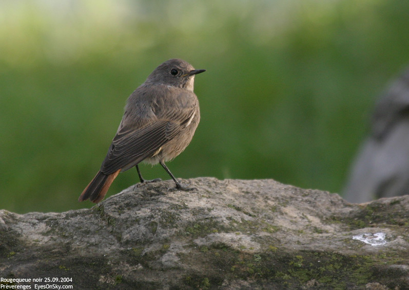 Nature/Birds/Q-S/rougequeue_noir_IMG_6433.jpg