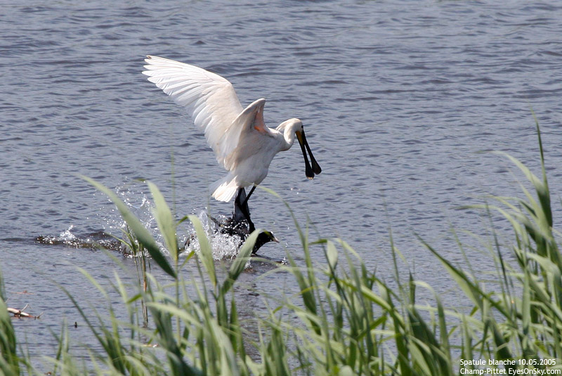 Nature/Birds/Q-S/spatule_blanche_IMG_9329.jpg
