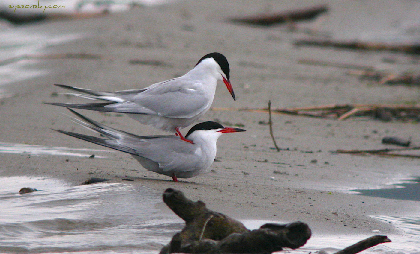 Nature/Birds/Q-S/sterne-pierregarin-IMG_3778.jpg