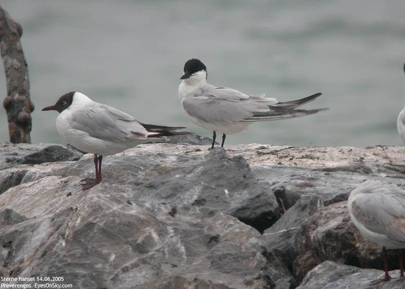 Nature/Birds/Q-S/sterne_hansel_DSCN4519.jpg