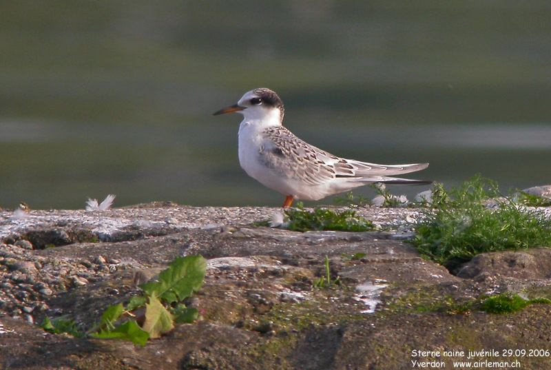 Nature/Birds/Q-S/sterne_naine_DSCN8763.jpg
