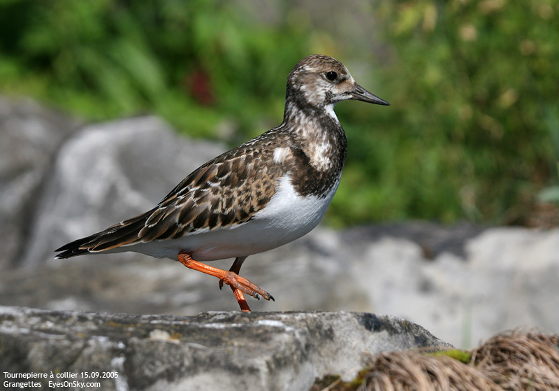 Nature/Birds/T-V/tournepierre_collier_IMG_8678.jpg