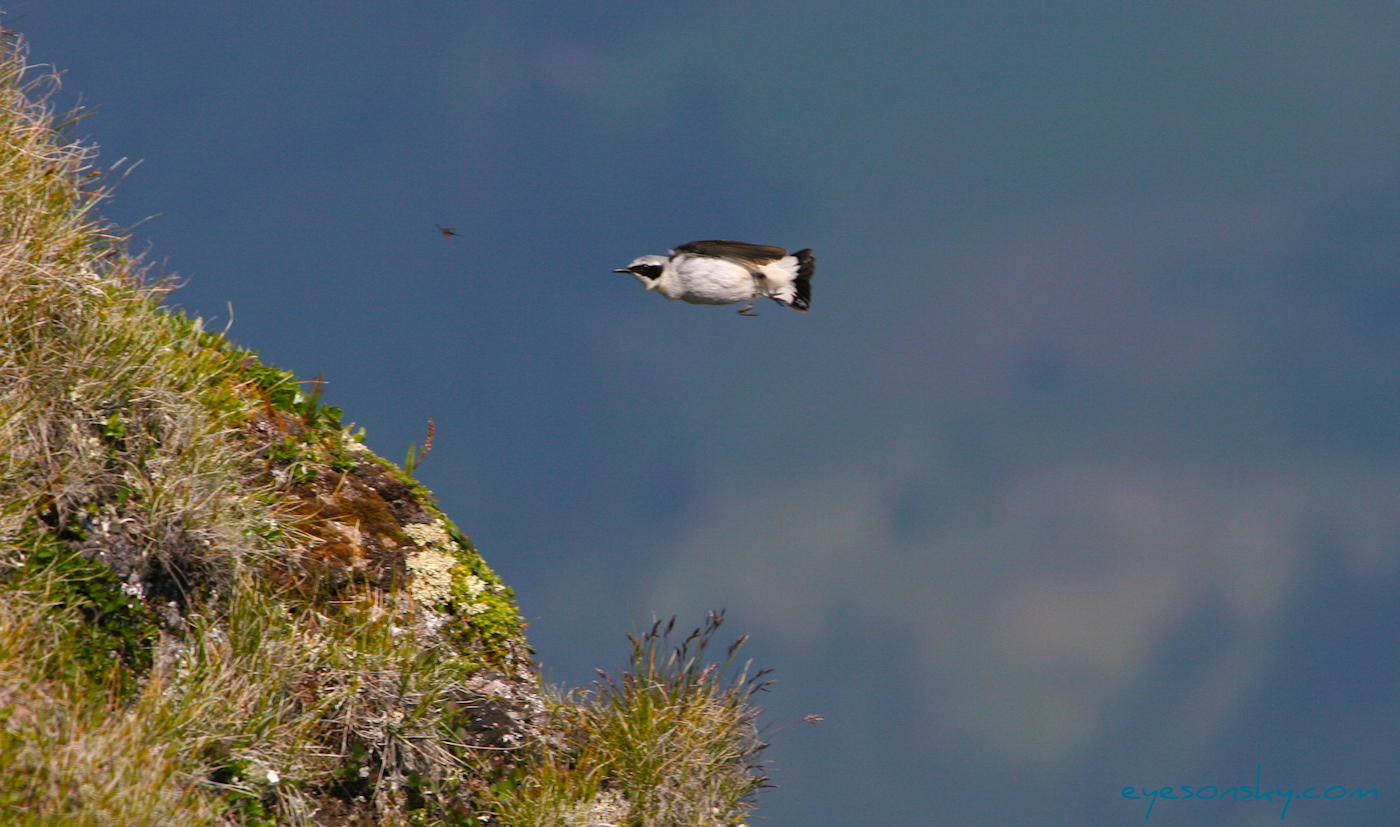 Nature/Birds/T-V/traquet_motteux_IMG_3033.jpg
