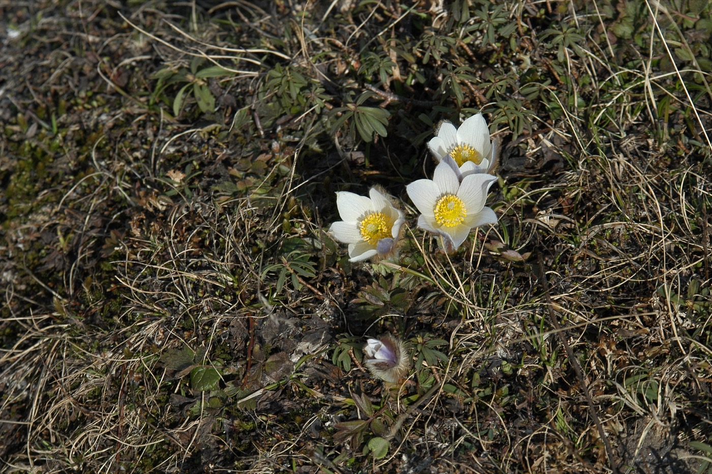 Nature/Flore/DSC_0927.jpg