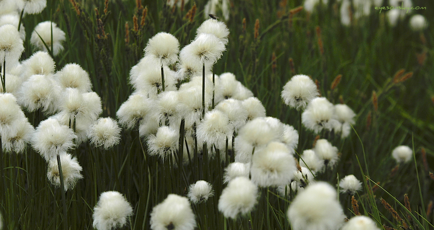Nature/Flore/DSC_1452.JPG