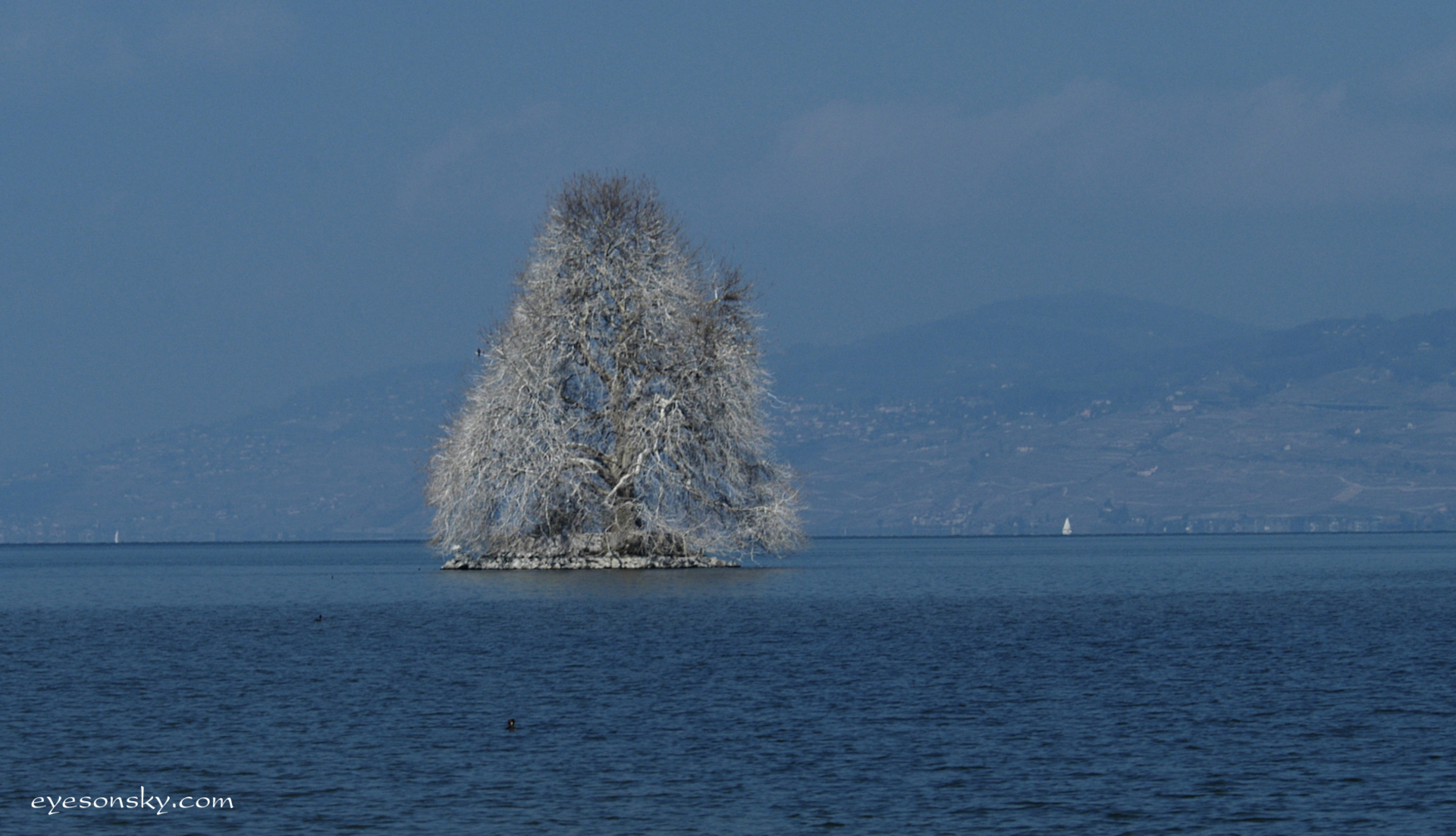 Nature/Flore/DSC_6908-hd.jpg