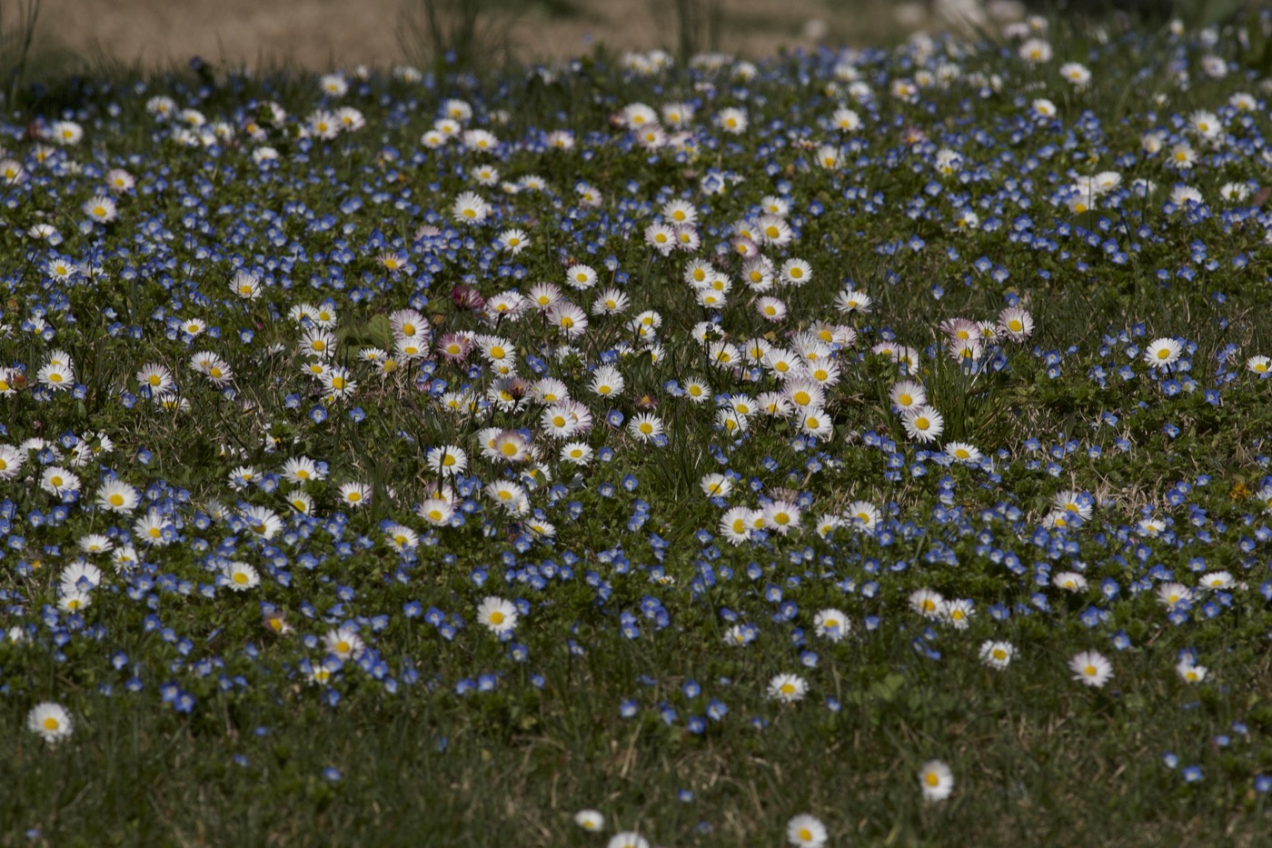 Nature/Flore/IMG_1161.jpg