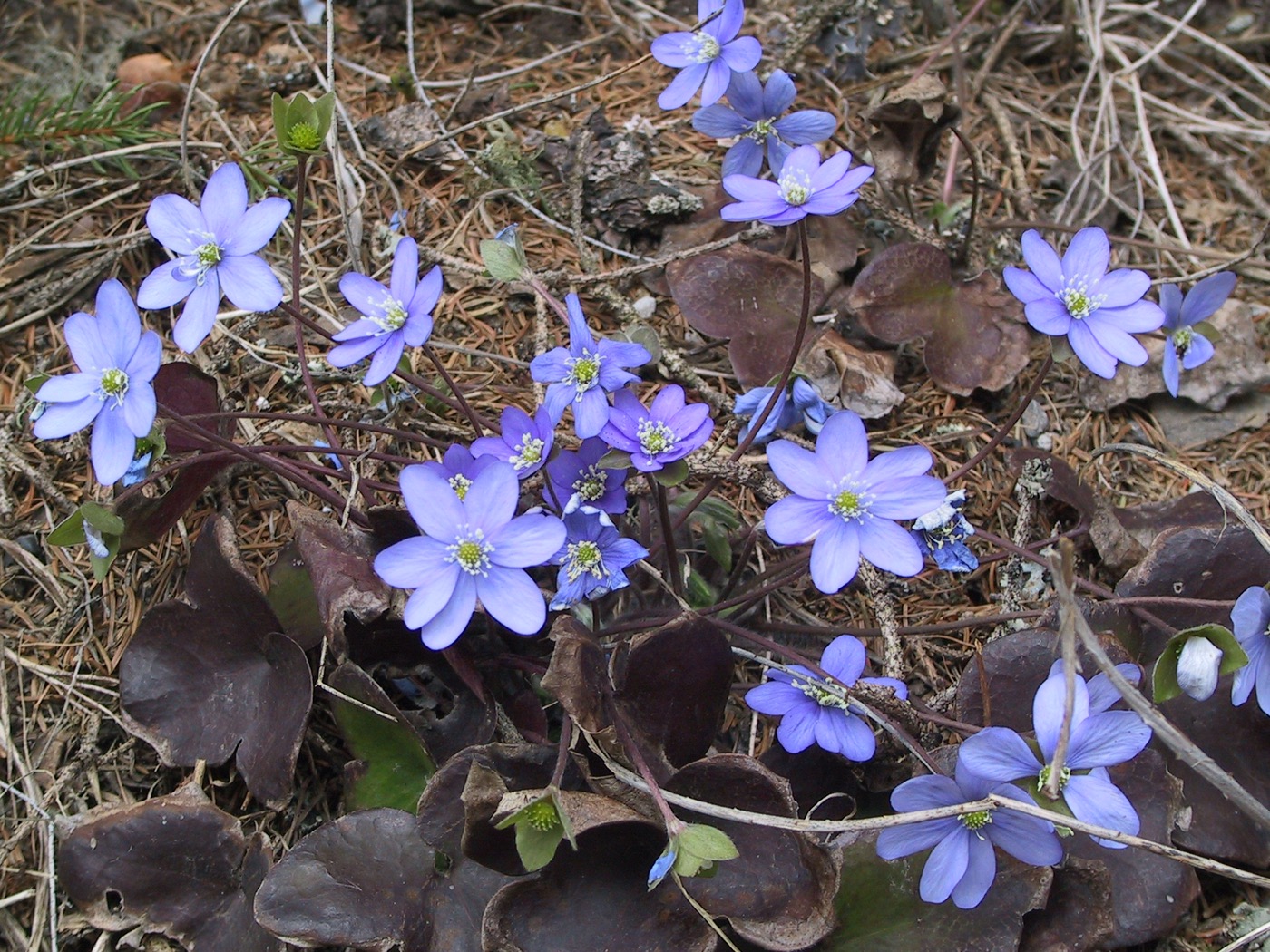 Nature/Flore/IMG_4706.jpg