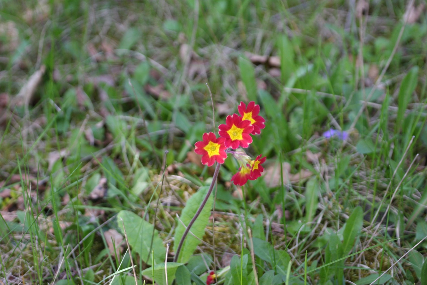 Nature/Flore/IMG_7009.jpg