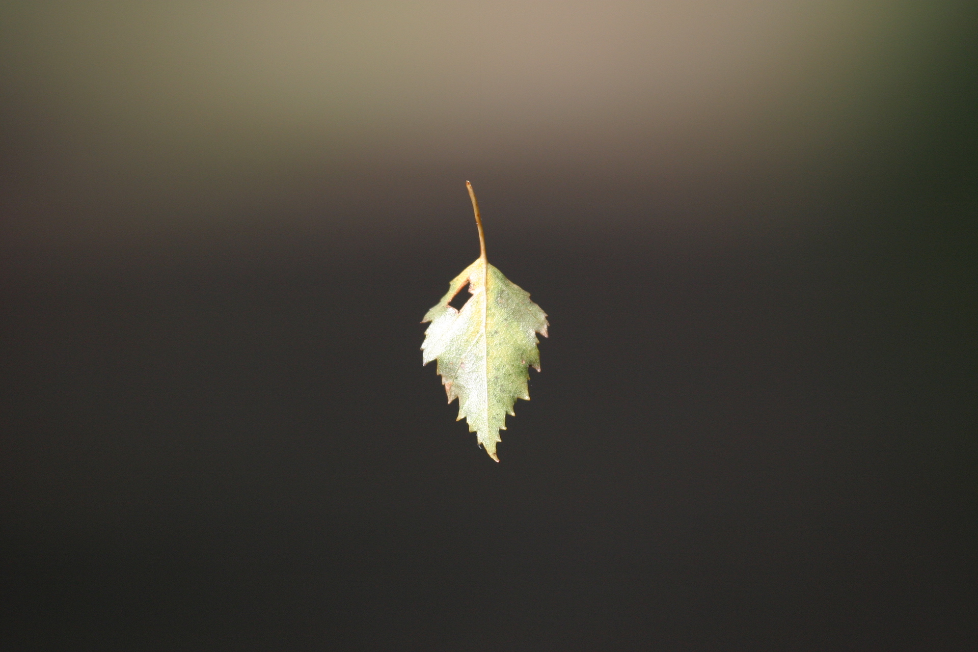 Nature/Flore/IMG_7813.jpg