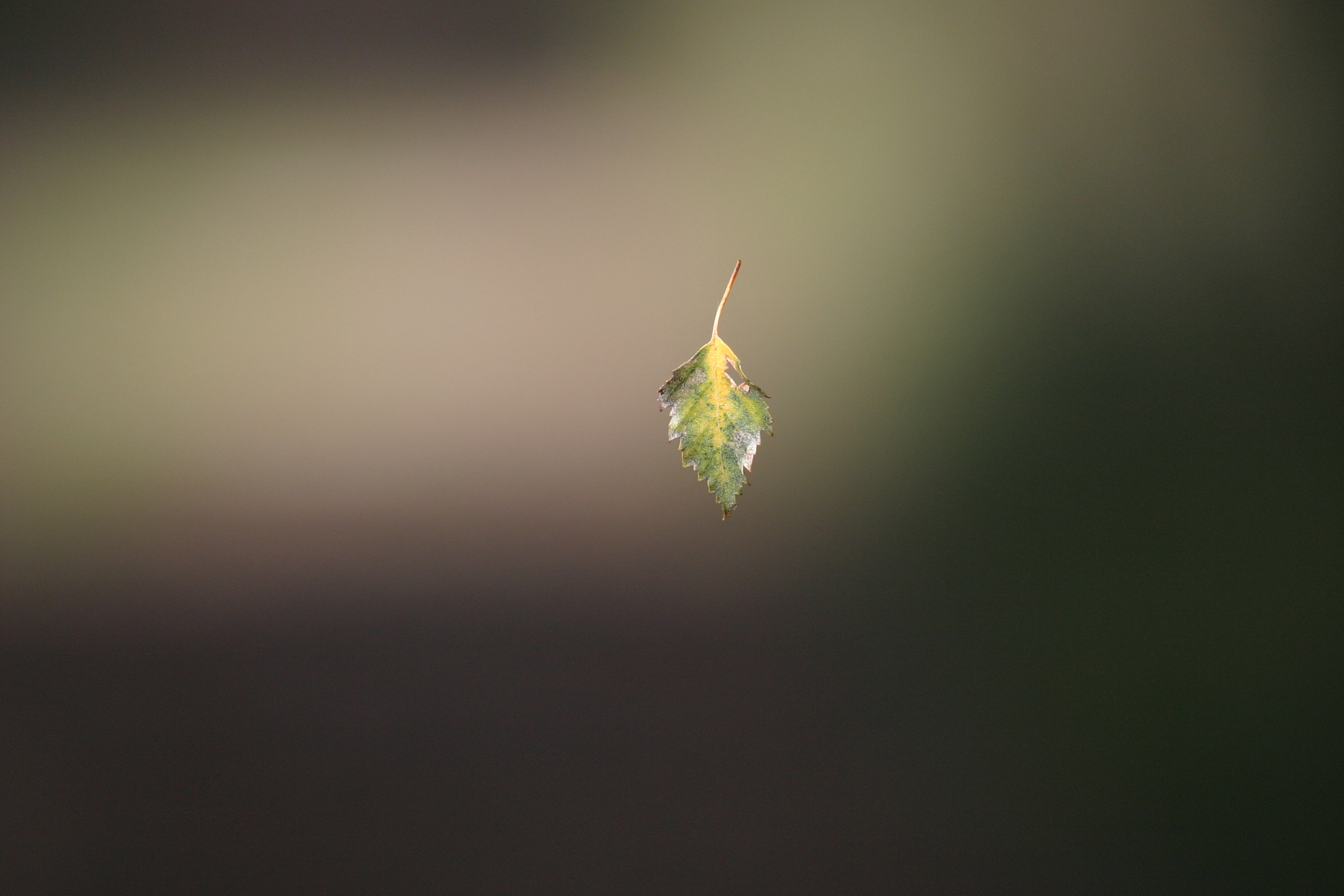 Nature/Flore/IMG_7818.jpg