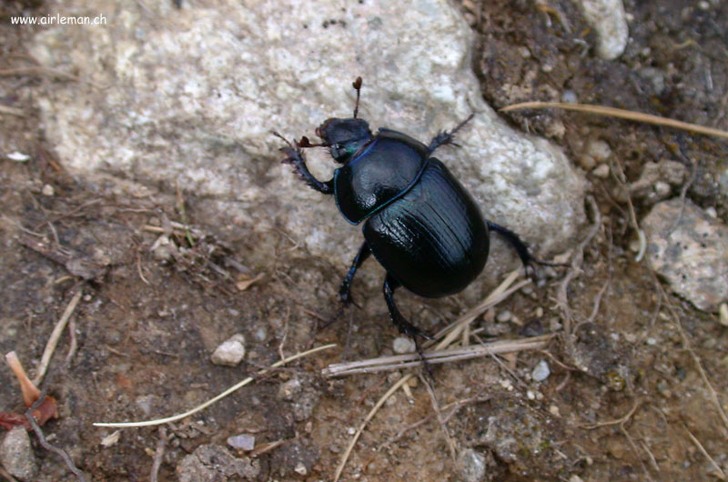 Nature/Insectes/DSCN9854.jpg