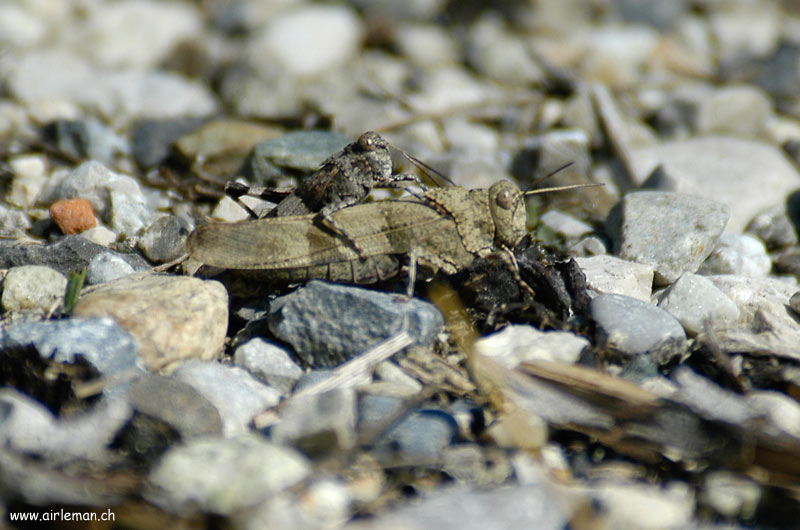 Nature/Insectes/DSC_3309.jpg