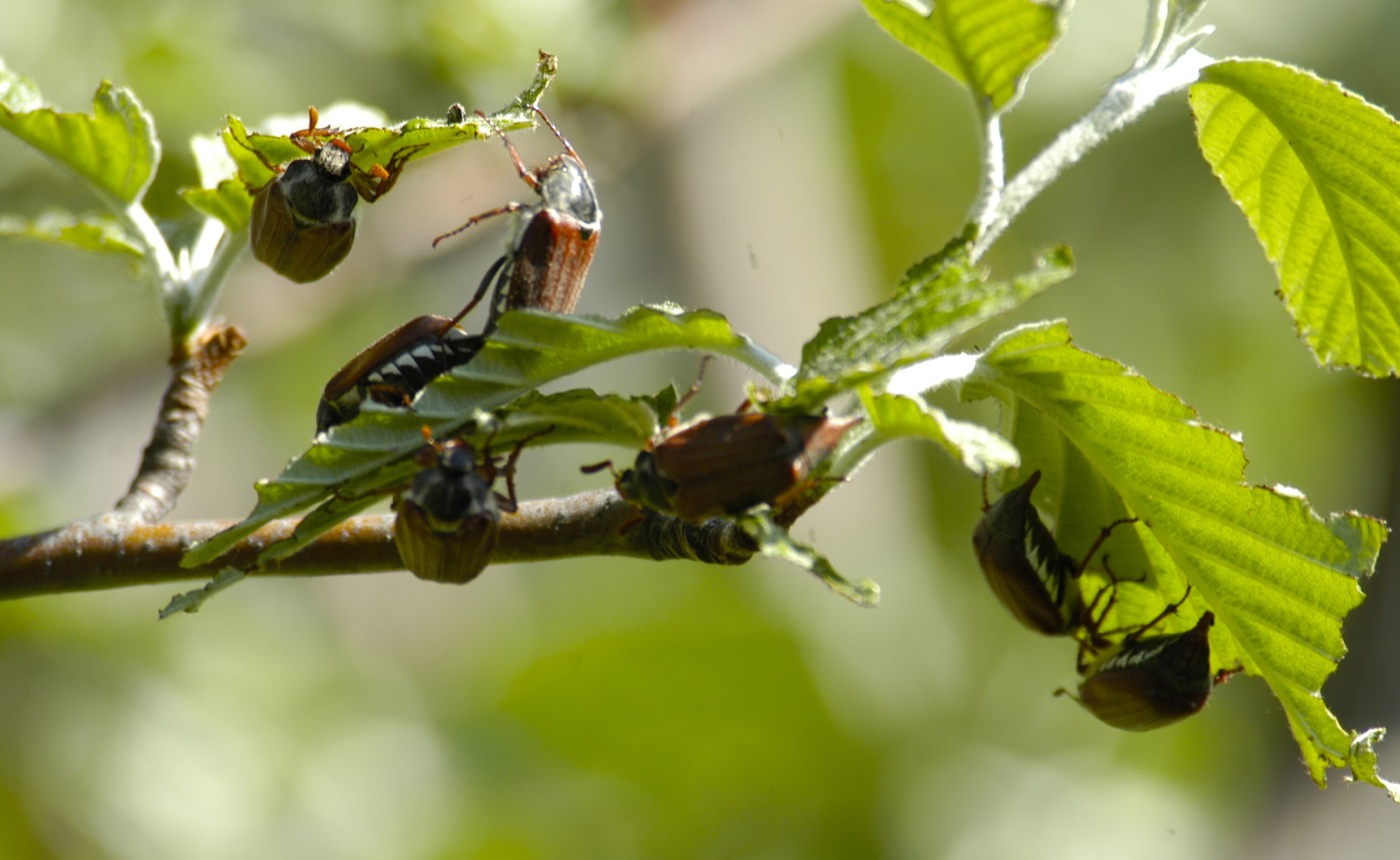 Nature/Insectes/DSC_9110.jpg