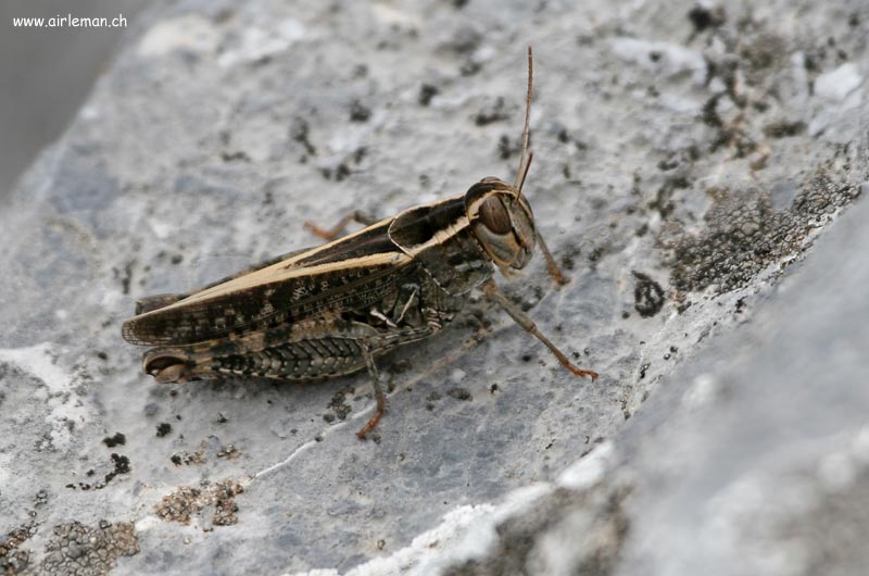 Nature/Insectes/IMG_3308.jpg