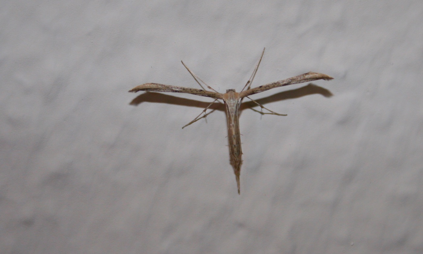 Nature/Insectes/IMG_3699.jpg