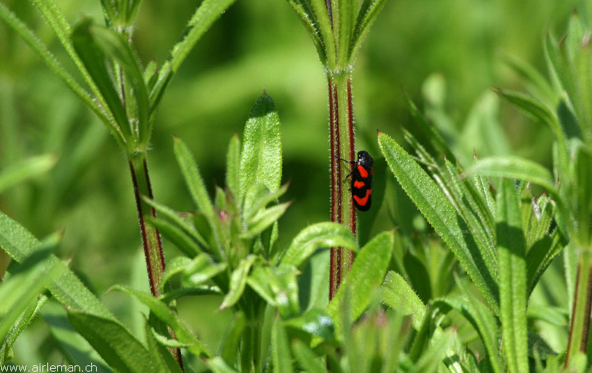 Nature/Insectes/IMG_3969.jpg