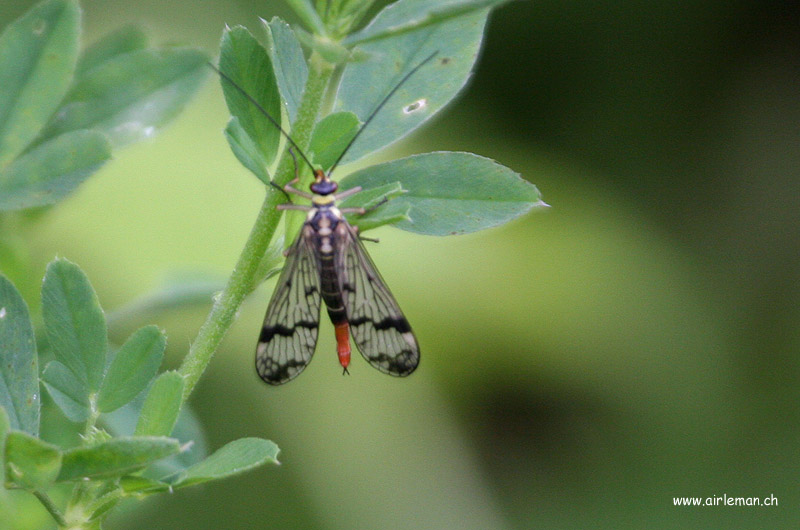 Nature/Insectes/IMG_8549.jpg