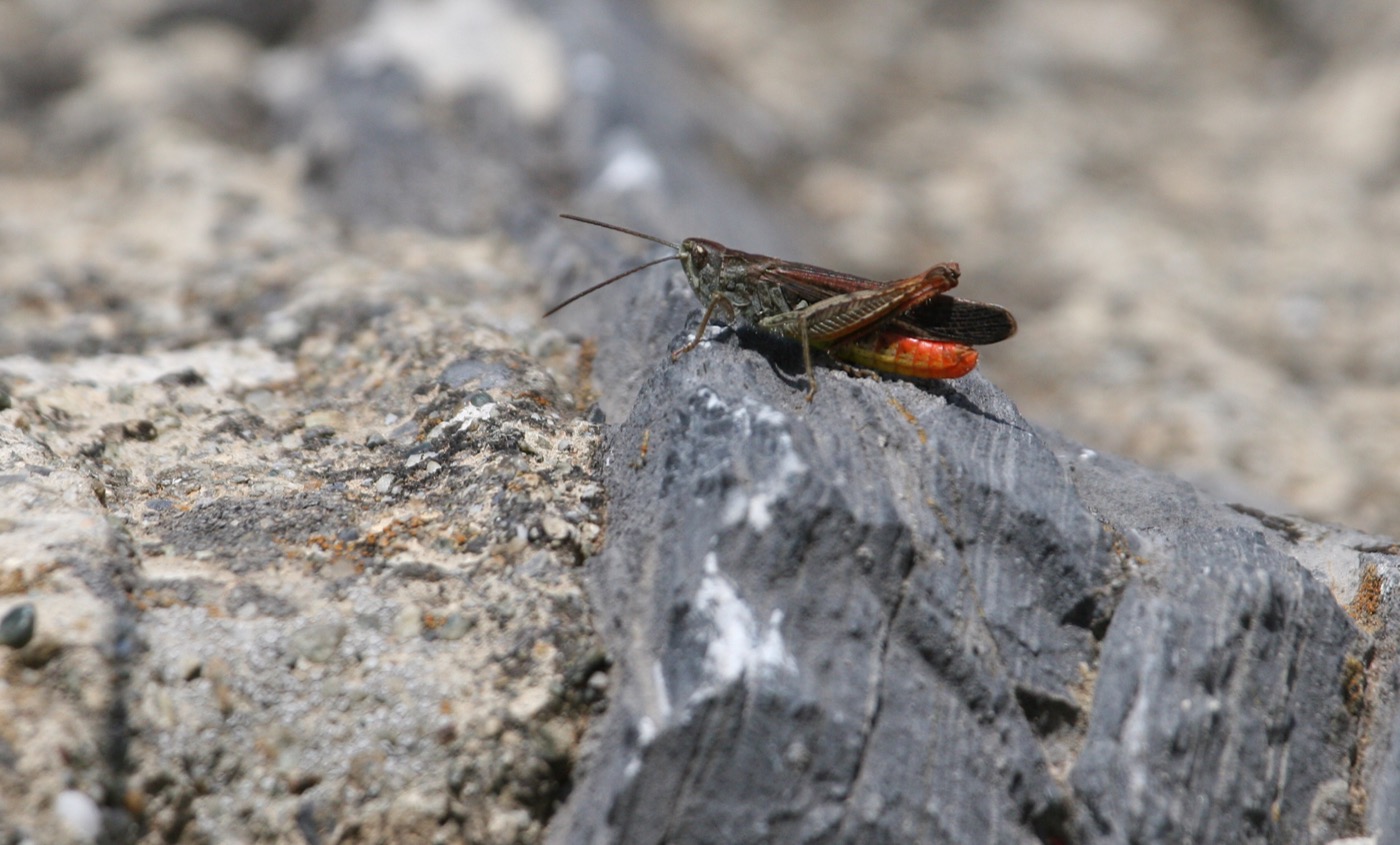 Nature/Insectes/IMG_9676.jpg