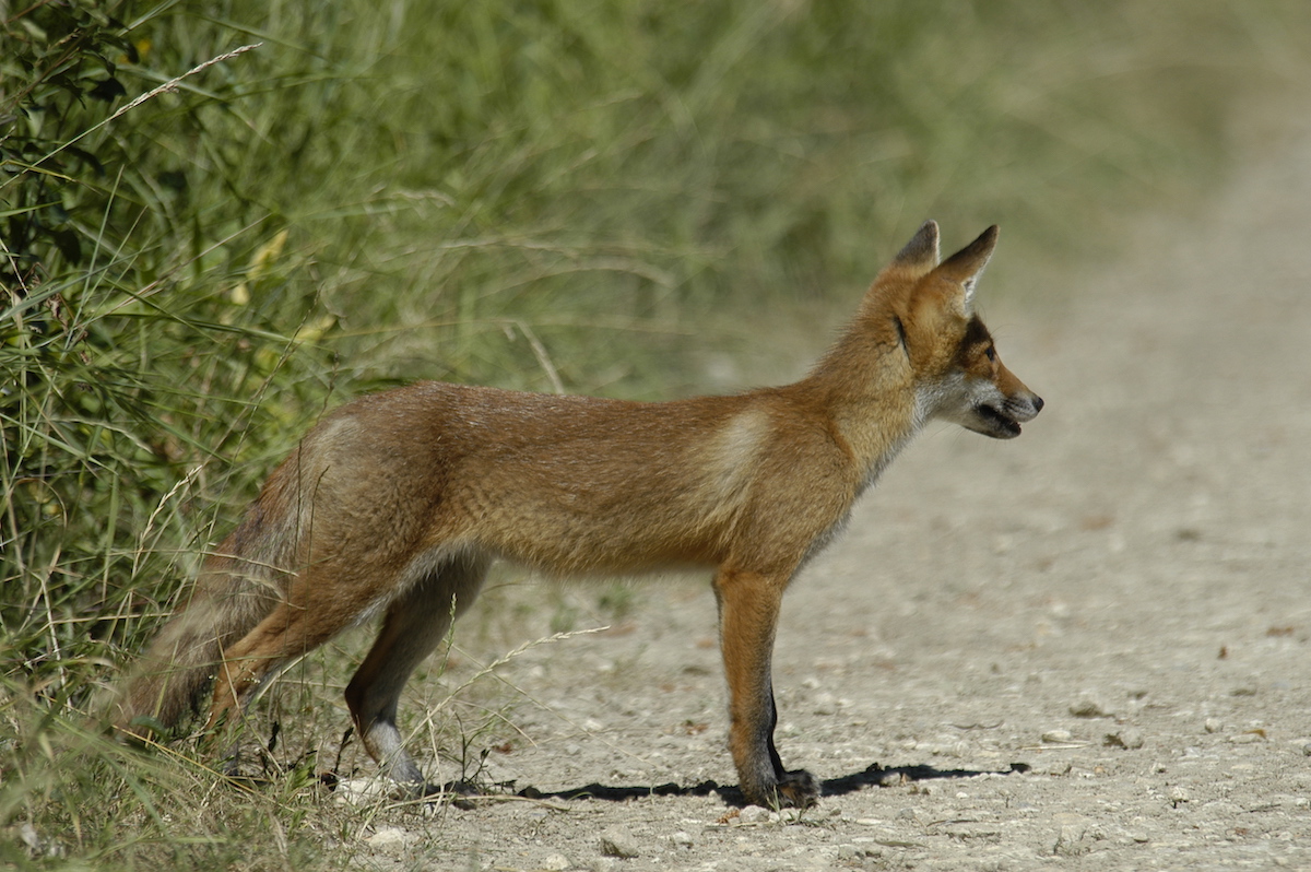 Nature/Mammiferes/DSC_1652.jpg