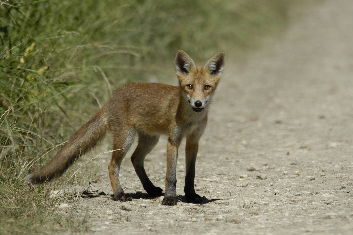 Nature/Mammiferes/DSC_1653.jpg