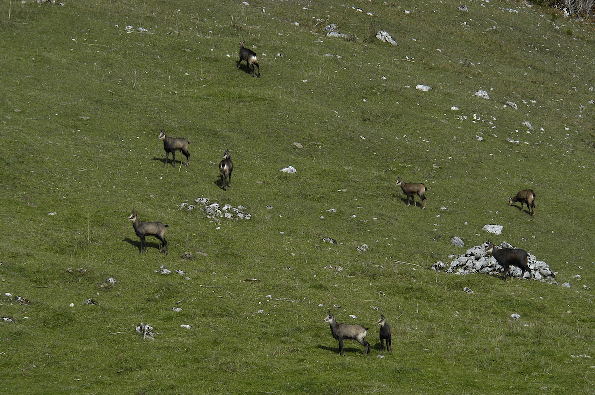 Nature/Mammiferes/DSC_3990.jpg