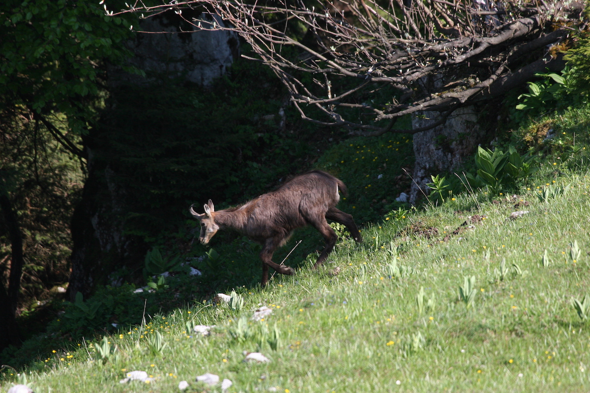 Nature/Mammiferes/IMG_8124.jpg
