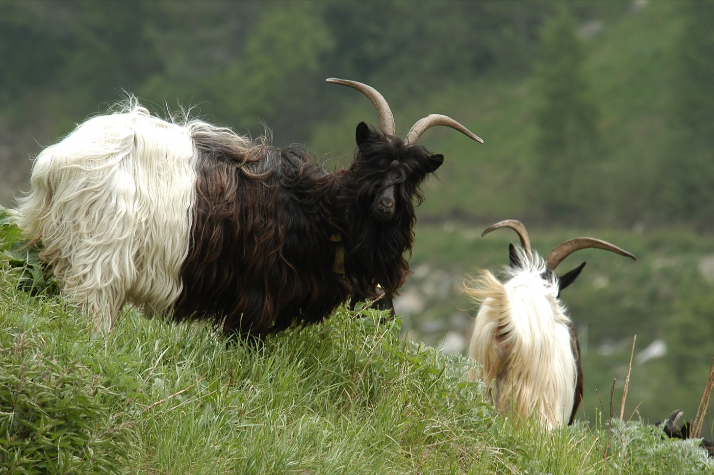 Nature/Mammiferes/chevre-DSC_1130.jpg
