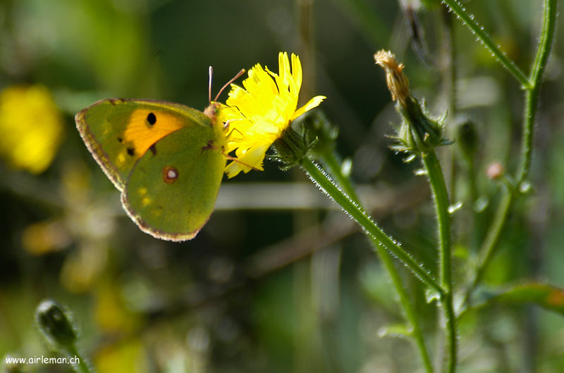Nature/Papillons-2/DSC_3318.jpg