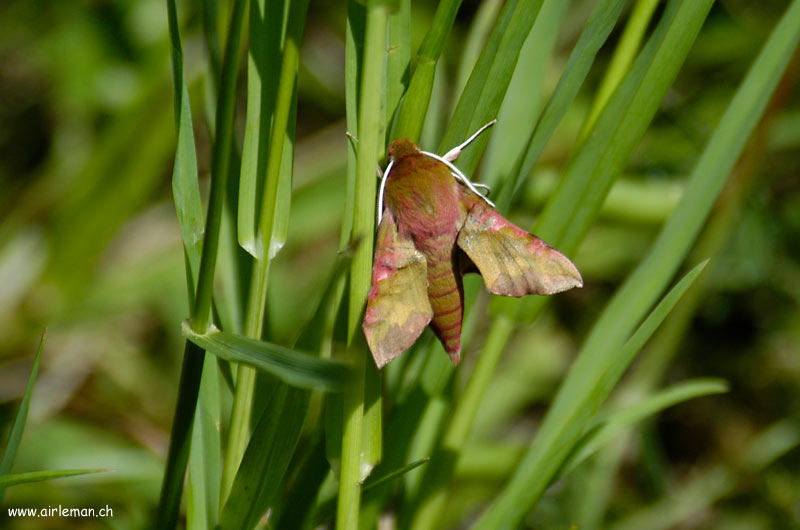 Nature/Papillons-2/DSC_8675.jpg