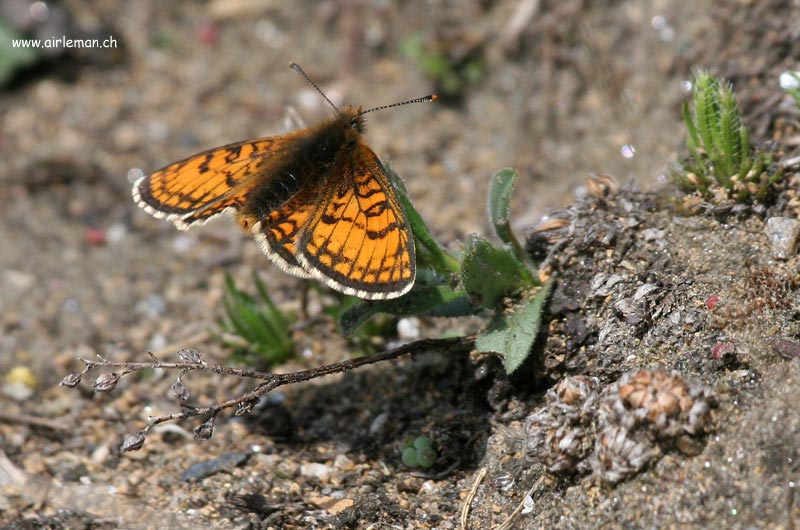 Nature/Papillons-2/IMG_1977.jpg