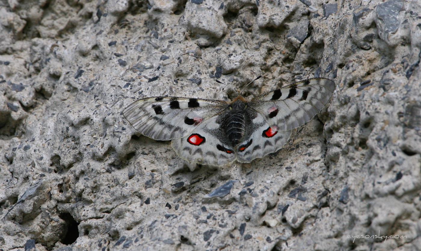 Nature/Papillons/Apollon-IMG_1503.jpg