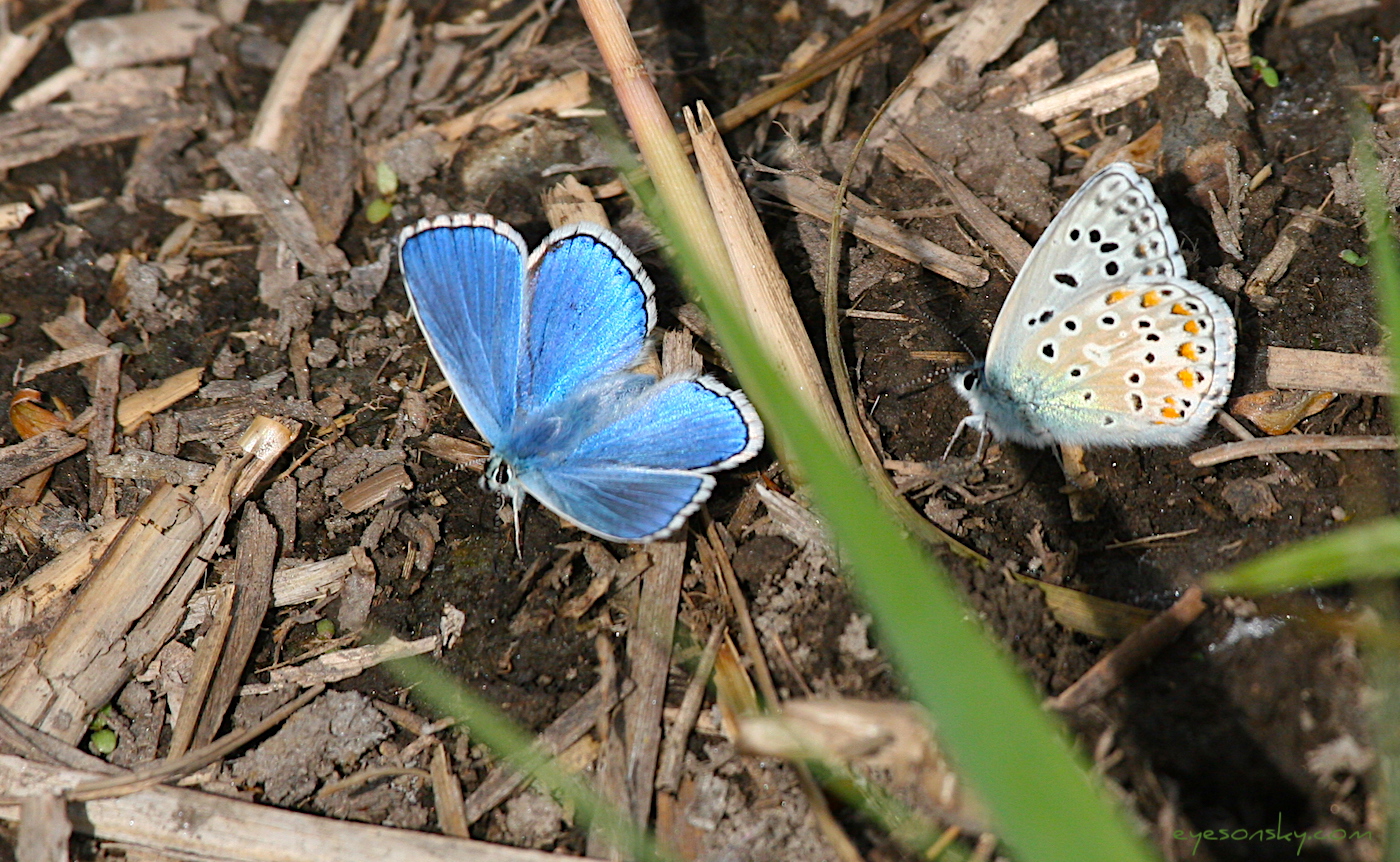 Nature/Papillons/Azure-bleu-celeste-IMG_5139.jpg