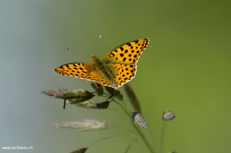 Nature/Papillons/DSC_9074.jpg