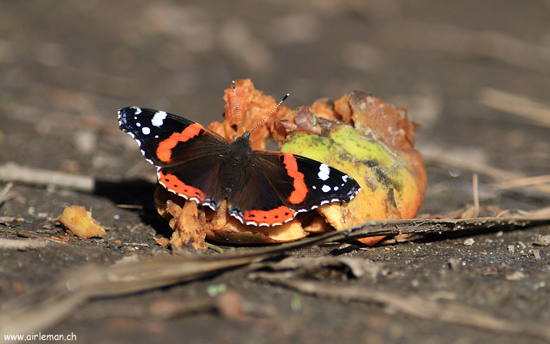 Nature/Papillons/IMG_0669.jpg